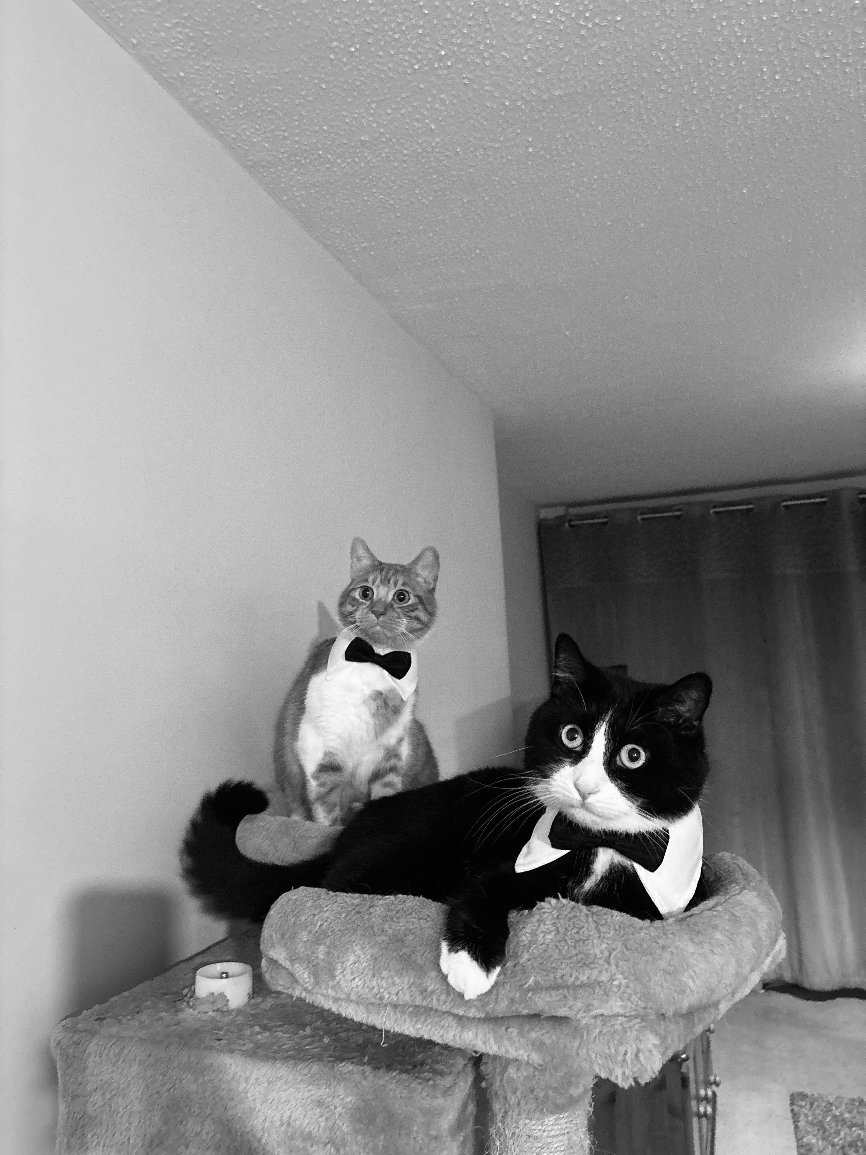 Rollo and Rocky wearing bow ties in 2022